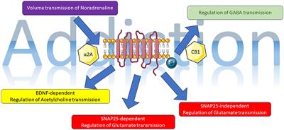 Editorial: New insights into presynaptic G protein-coupled receptors and addiction